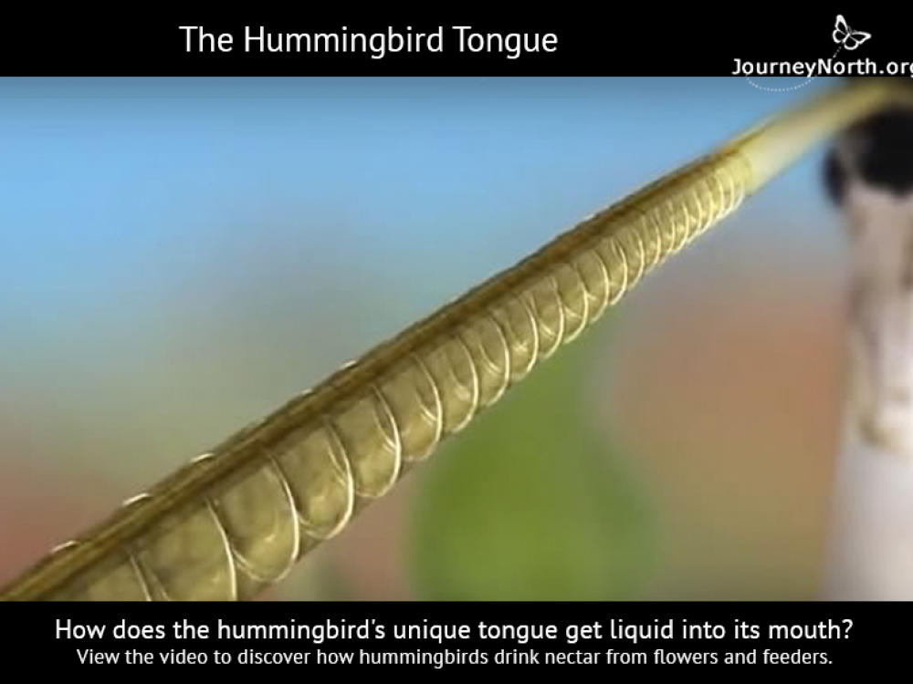 Hummingbird Tongue