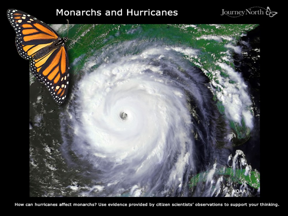 Journal Monarchs and Hurricanes