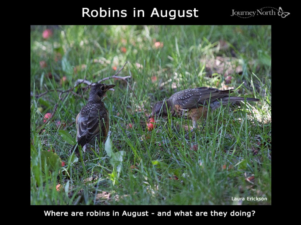 Journal: Robins in August