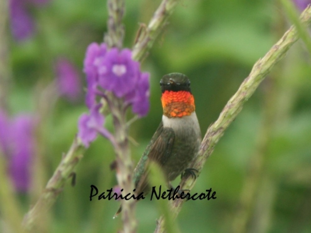 Photo by Patricia Nethercote