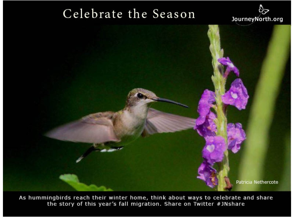 Costa Rica by Patricia Nethercote
