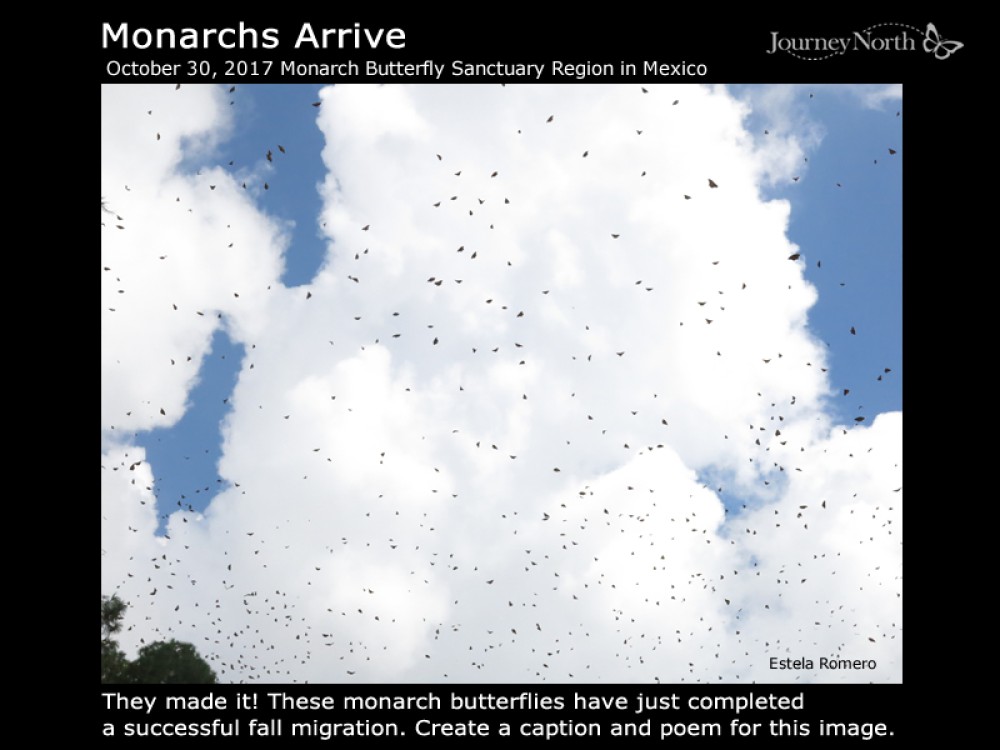 Monarchs Arrive!