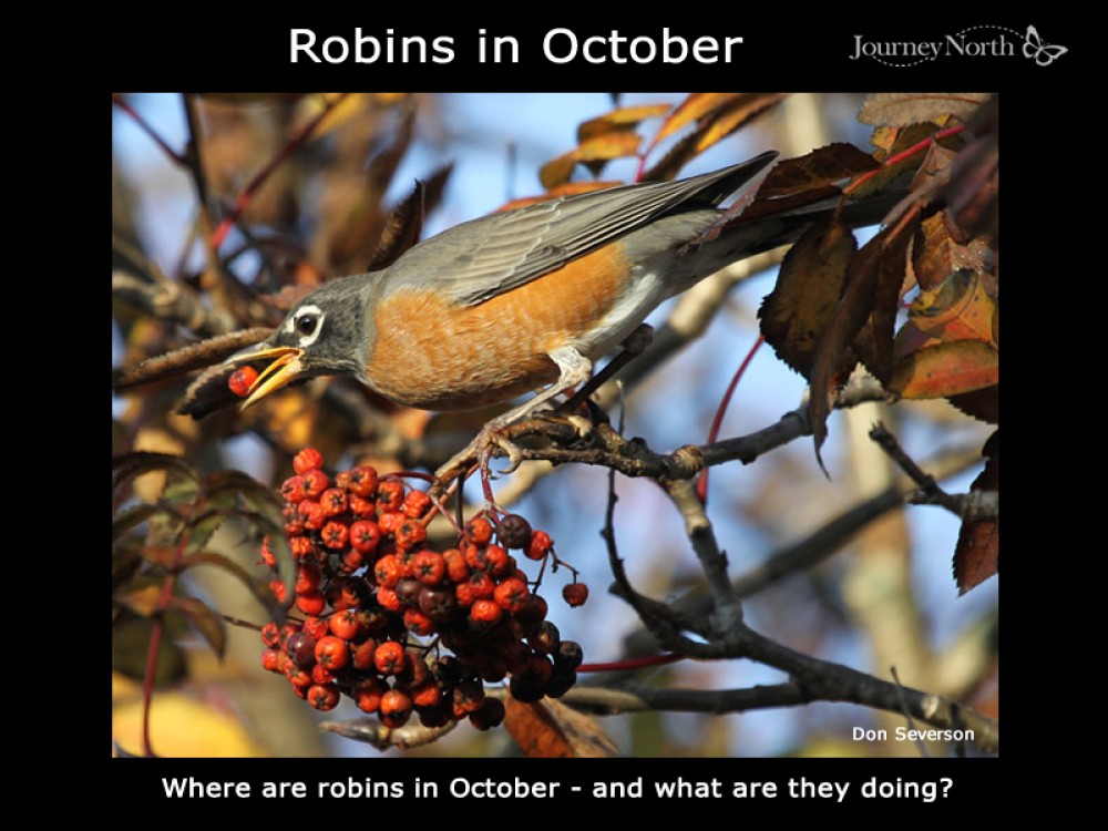 Journal: Robins in October