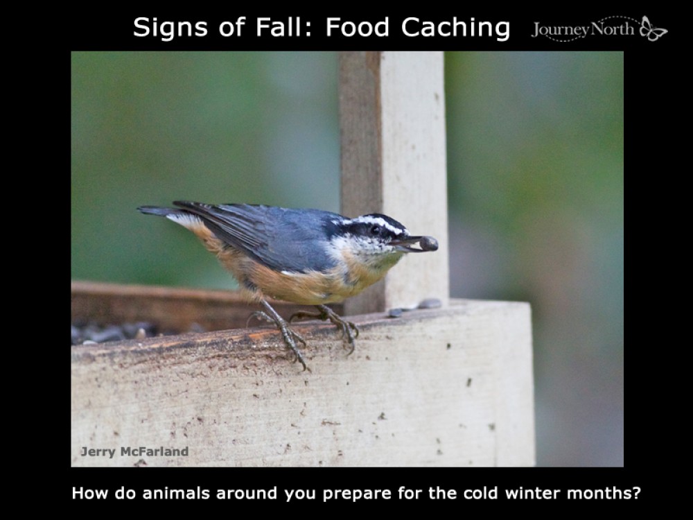 What have you observed of animals getting ready for cold weather?