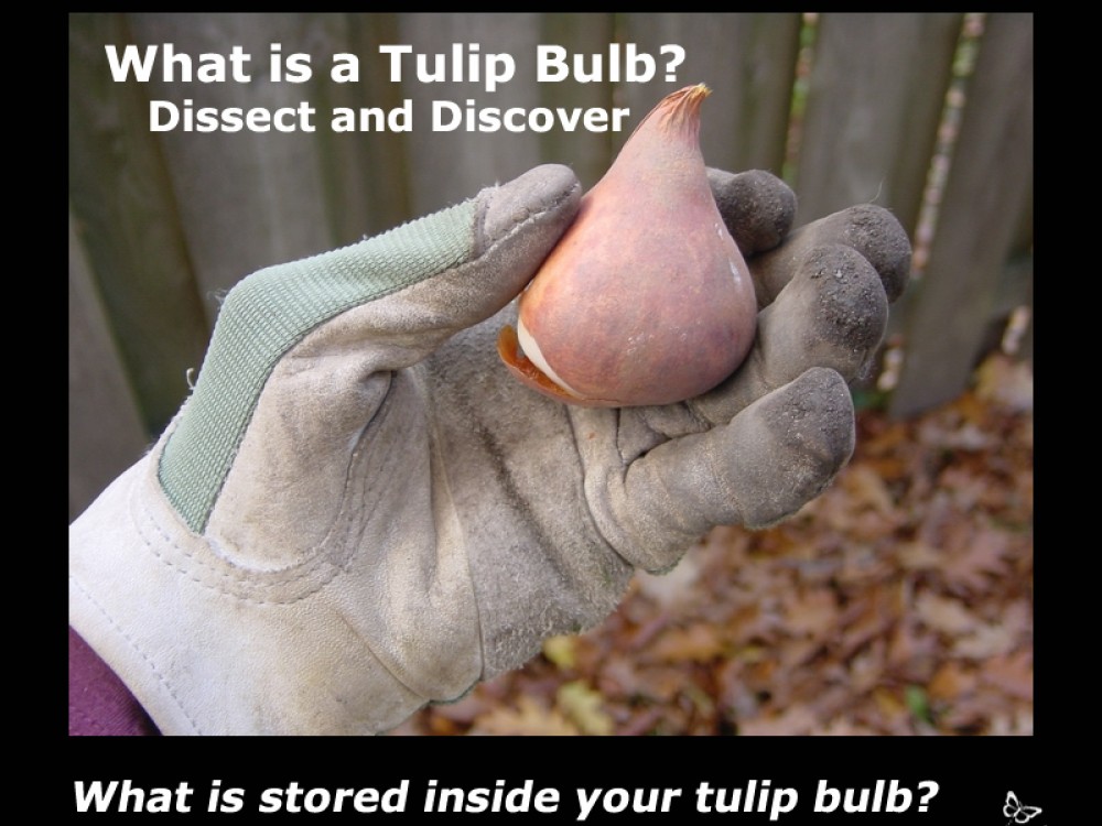 What is a tulip bulb?