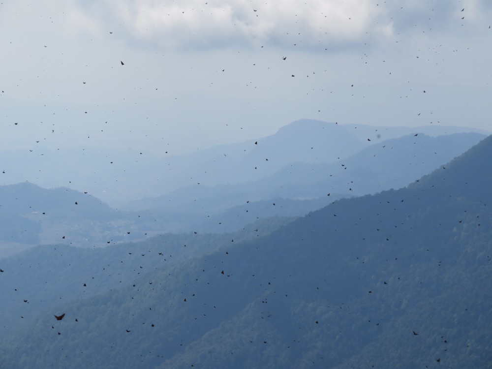 Monarch Butterfly Overwintering Season Begins