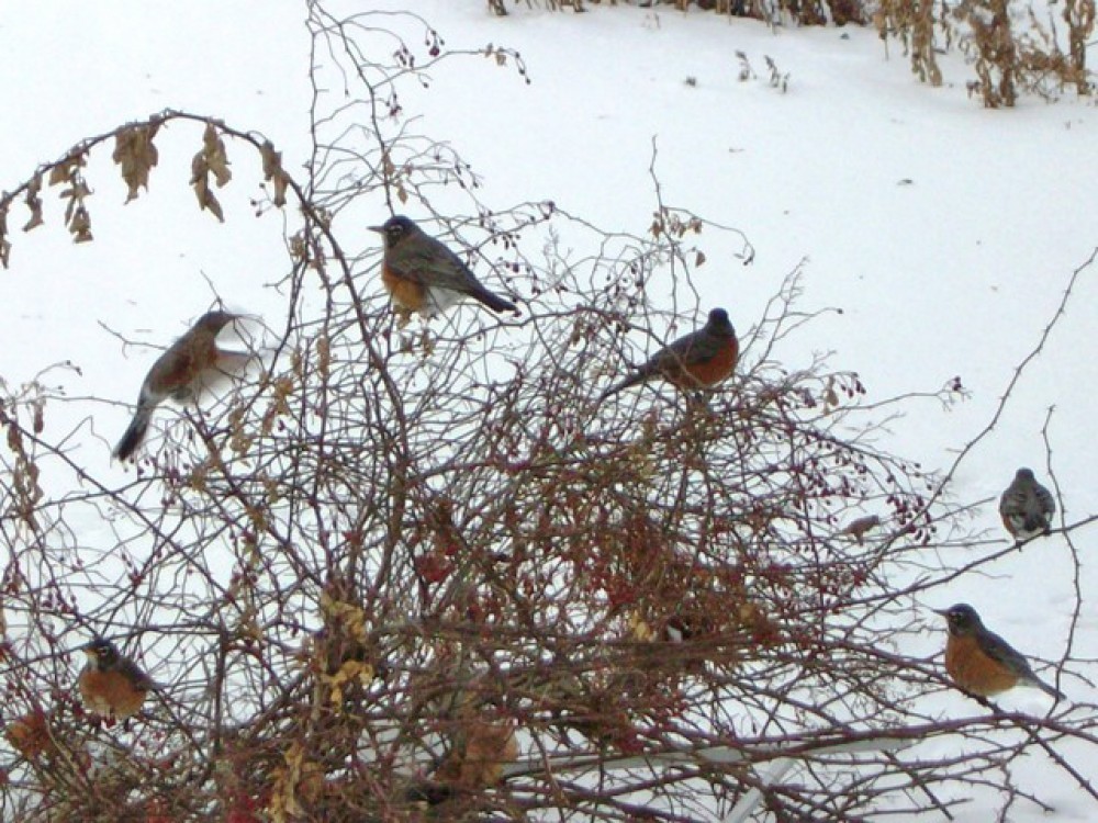 American Robin by William Heiber