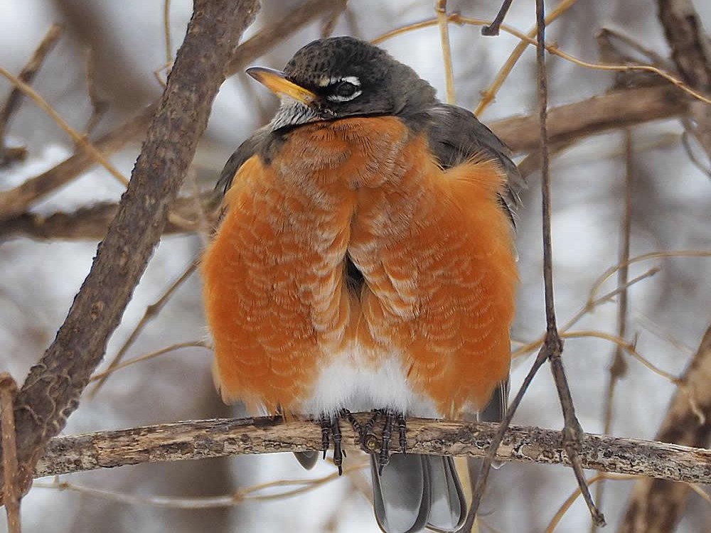 Robins in Winter by Gordon Johnston