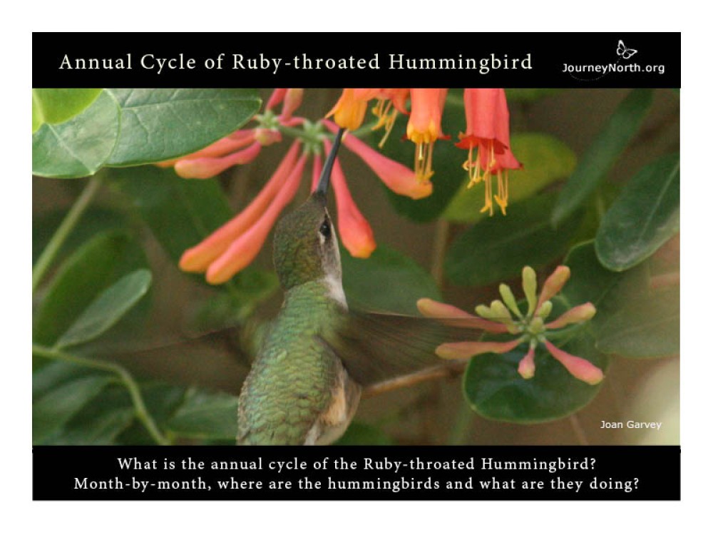 Annual Cycle of Hummingbirds