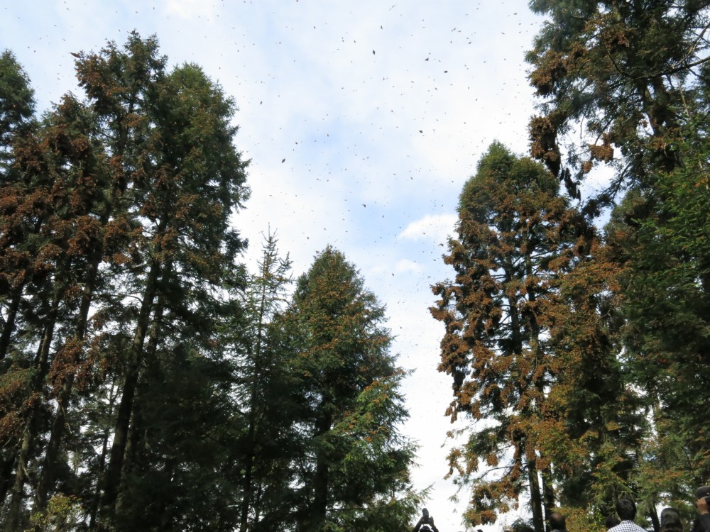 The Colony at Los Letreros reflects a healthy population of around 17 to 18 trees, very densely covered from foot to top. Last year at this site, more than 50 trees were covered with clusters!! It was the most breathtaking spectacle I will never forget!!  However, though there were far more butterfly trees last year, the clusters were not as dense. So all and all, I would guess Los Letreros has half as many butterflies this year, at most. Los Horcones has around 10 trees the guides said.