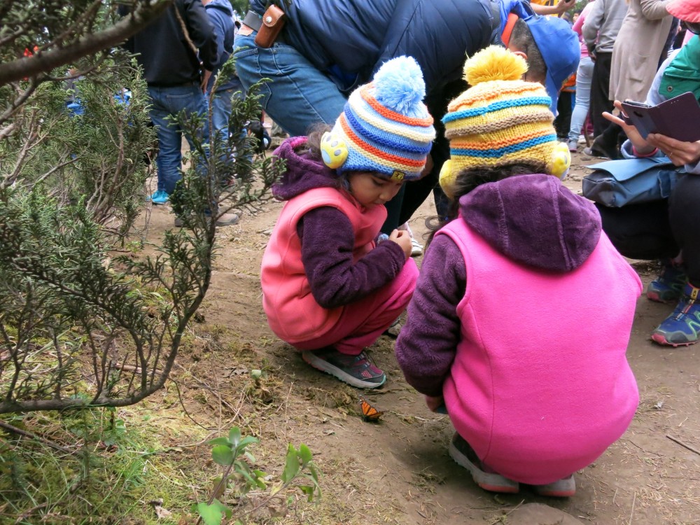 People dress warmly, knowing the high elevation sanctuary will be cold. Most everyone is surprised to see monarchs on the ground, too cold to fly.