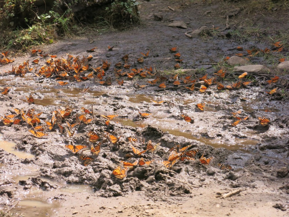 Monarch Butterflies at El Rosario Sanctuary in Mexico