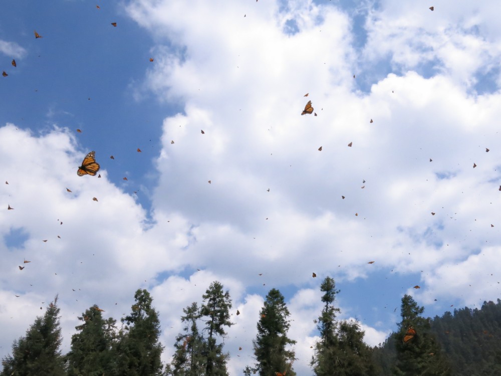 Monarch Butterflies at El Rosario Sanctuary in Mexico