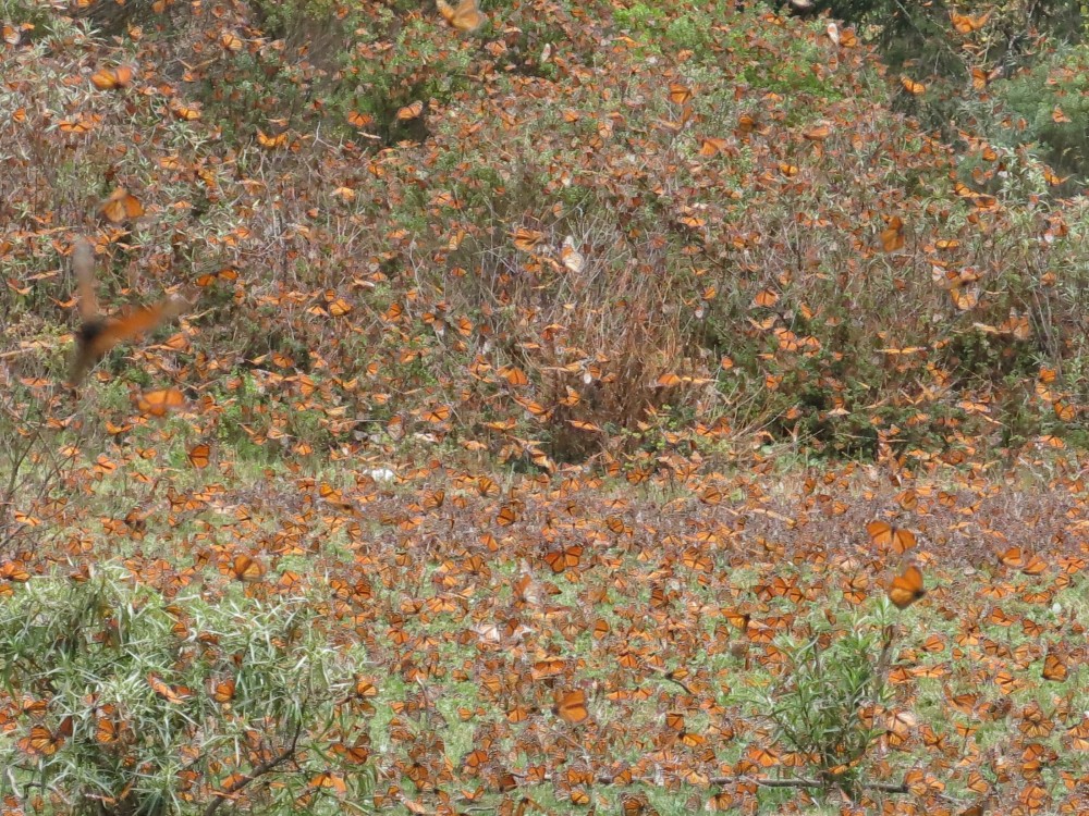 Monarch Butterflies at El Rosario Sanctuary in Mexico