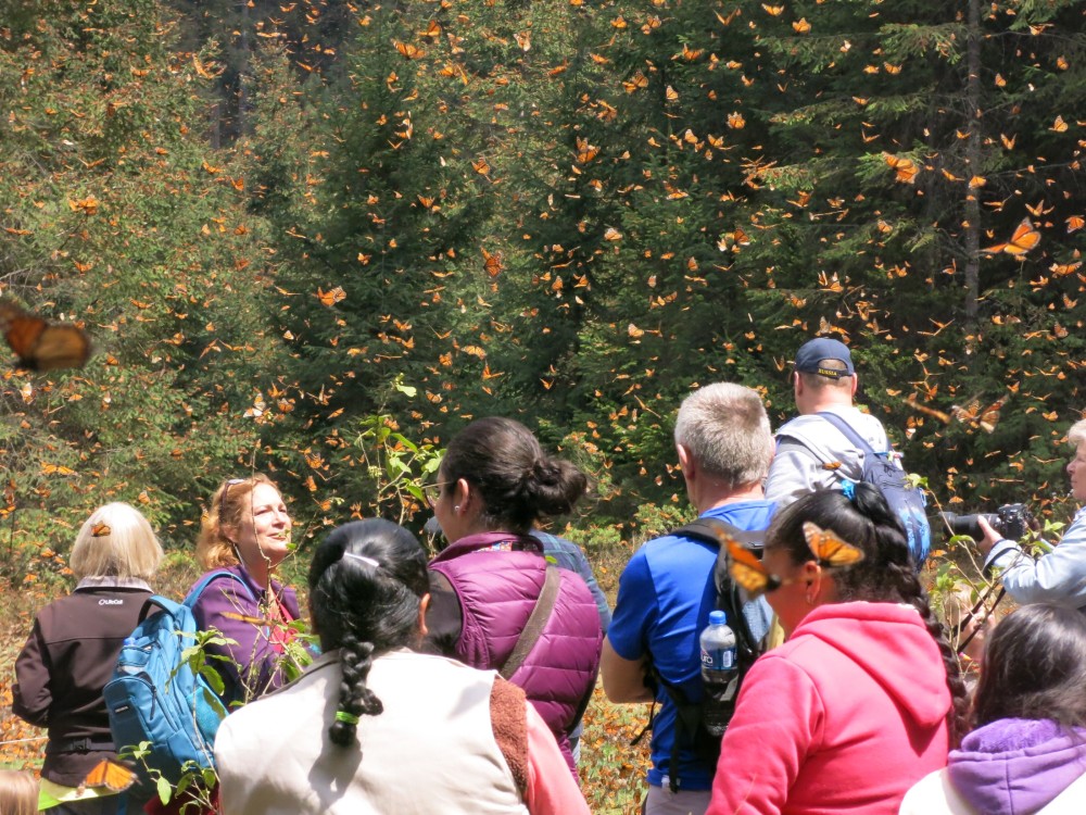 Monarch Butterflies at El Rosario Sanctuary in Mexico