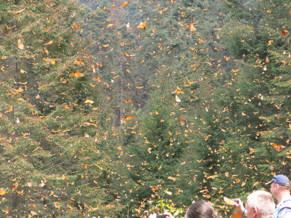 Monarch Butterflies at El Rosario Sanctuary in Mexico