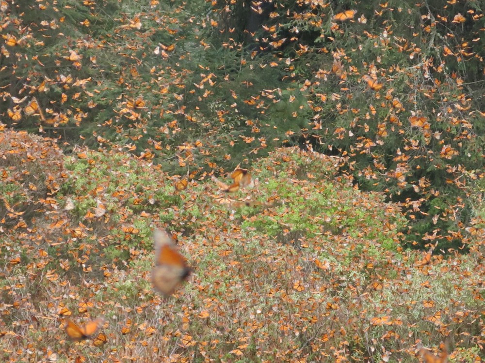 Monarch Butterflies at El Rosario Sanctuary in Mexico