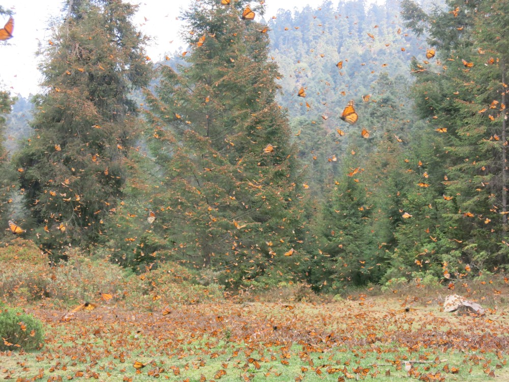 Monarch Butterflies at El Rosario Sanctuary in Mexico