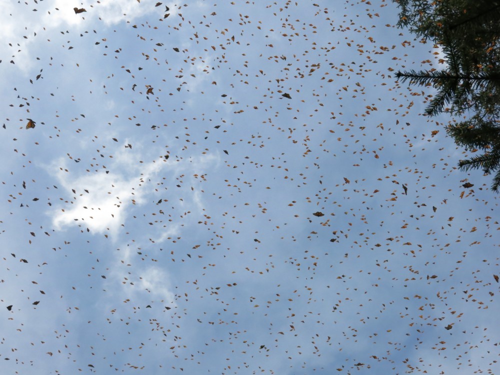 Monarch Butterflies at Sanctuary in Mexico