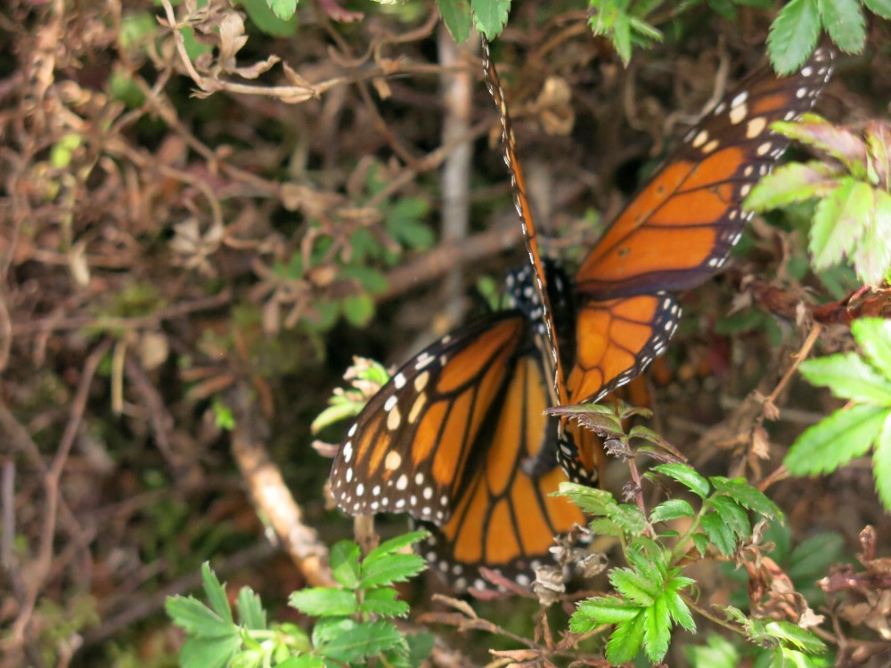 Monarch Butterflies at El Rosario Sanctuary in Mexico