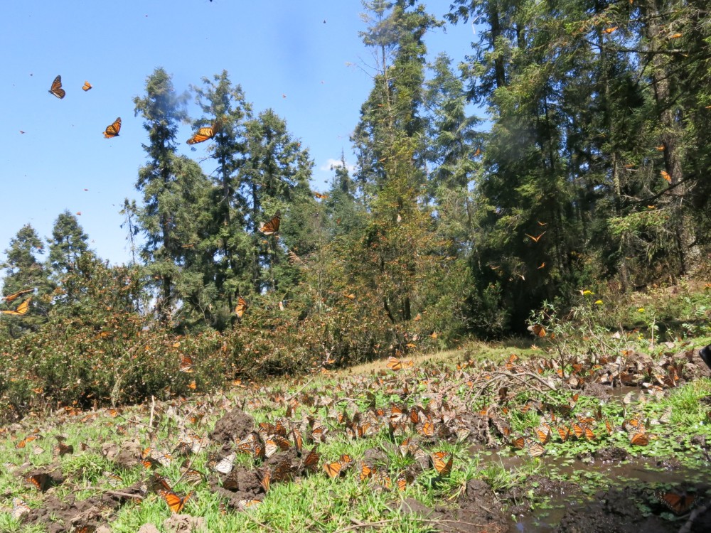 Monarch Butterflies at El Rosario Sanctuary in Mexico