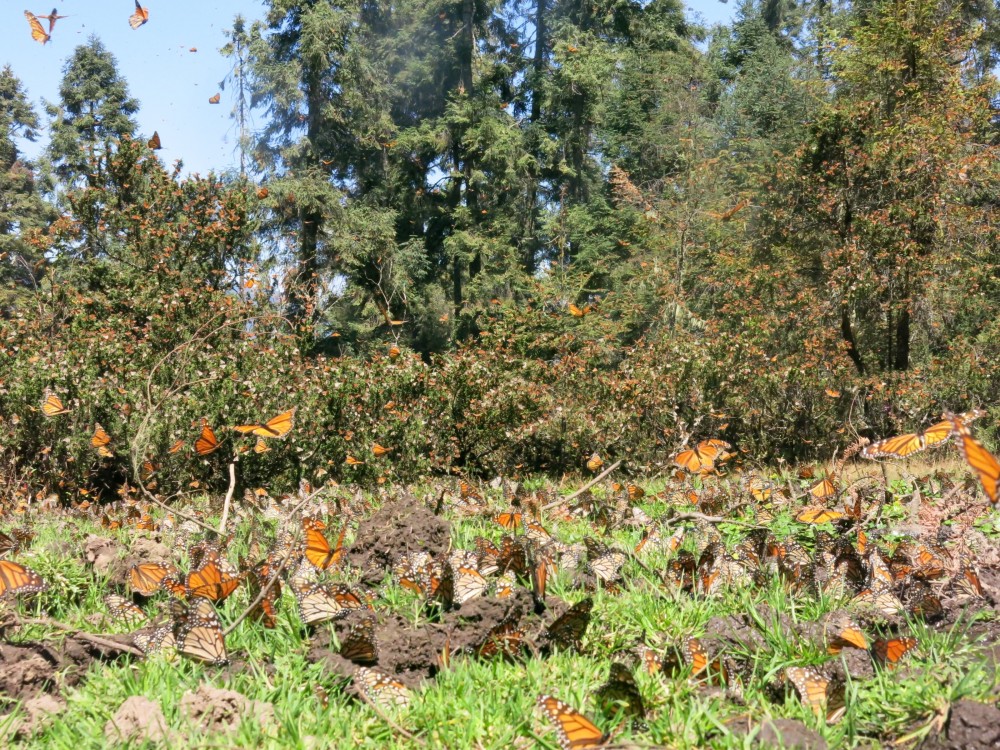 Monarch Butterflies at El Rosario Sanctuary in Mexico