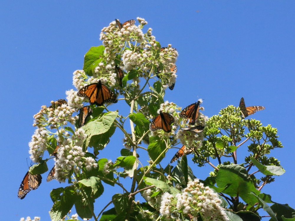 Monarch Butterflies at El Rosario Sanctuary in Mexico