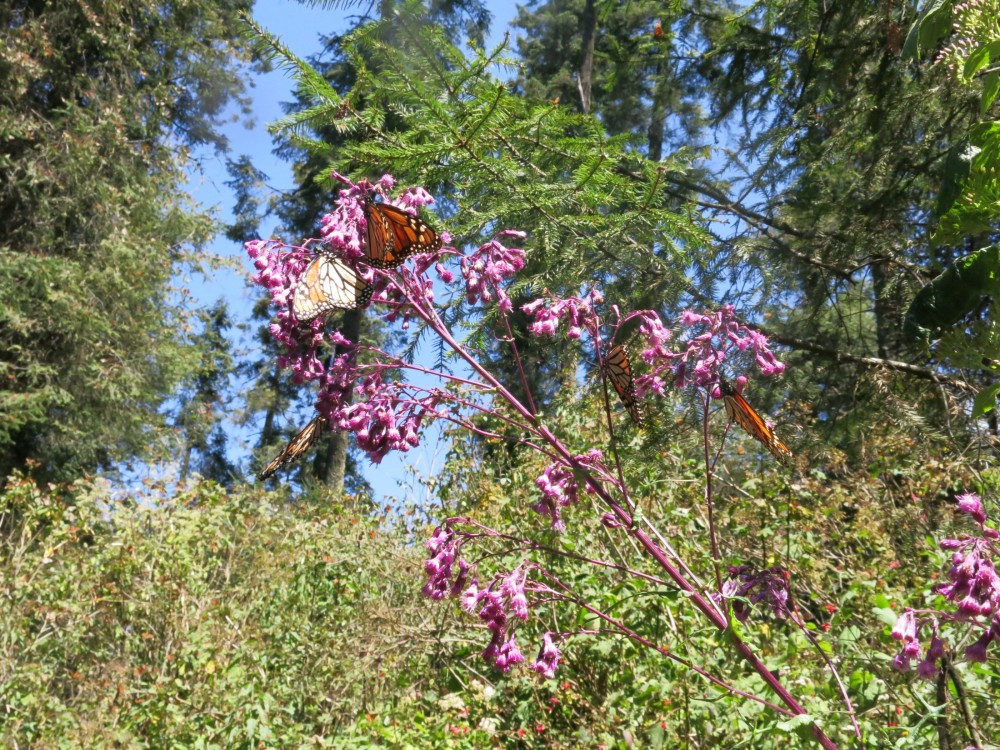 Monarch Butterflies at El Rosario Sanctuary in Mexico