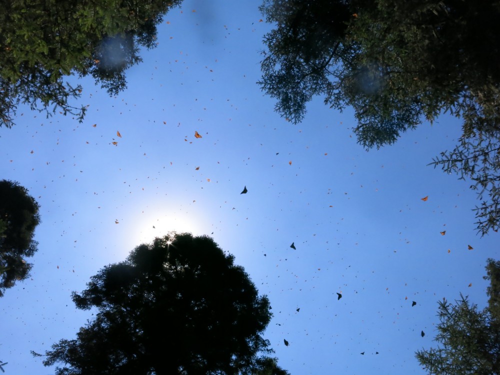 Monarch Butterflies at El Rosario Sanctuary in Mexico