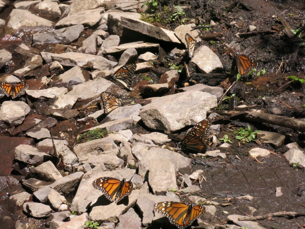 Monarch Butterflies at El Rosario Sanctuary in Mexico