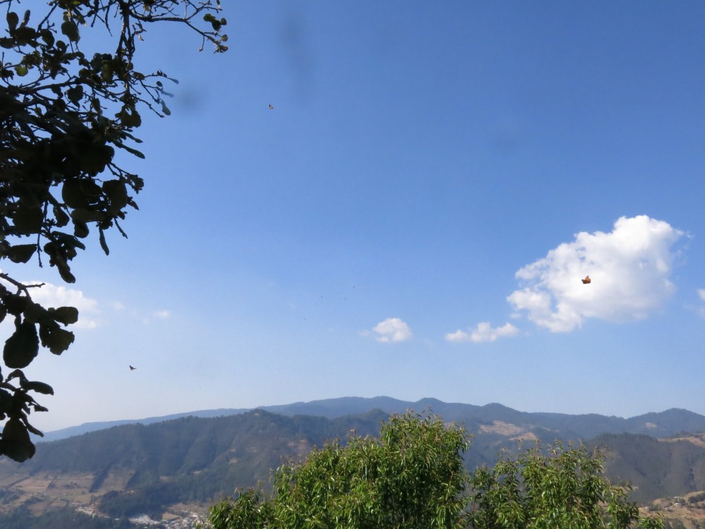 Monarch Butterfly departing from Sanctuary in Mexico