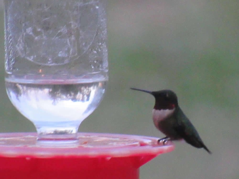 Male Ruby-throat 