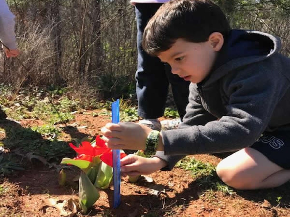 Tulips are starting to bloom in Georgia