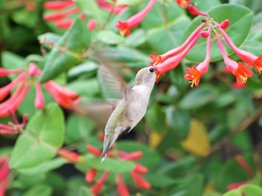 Female nectaring on honeysuckle flowers in Texas