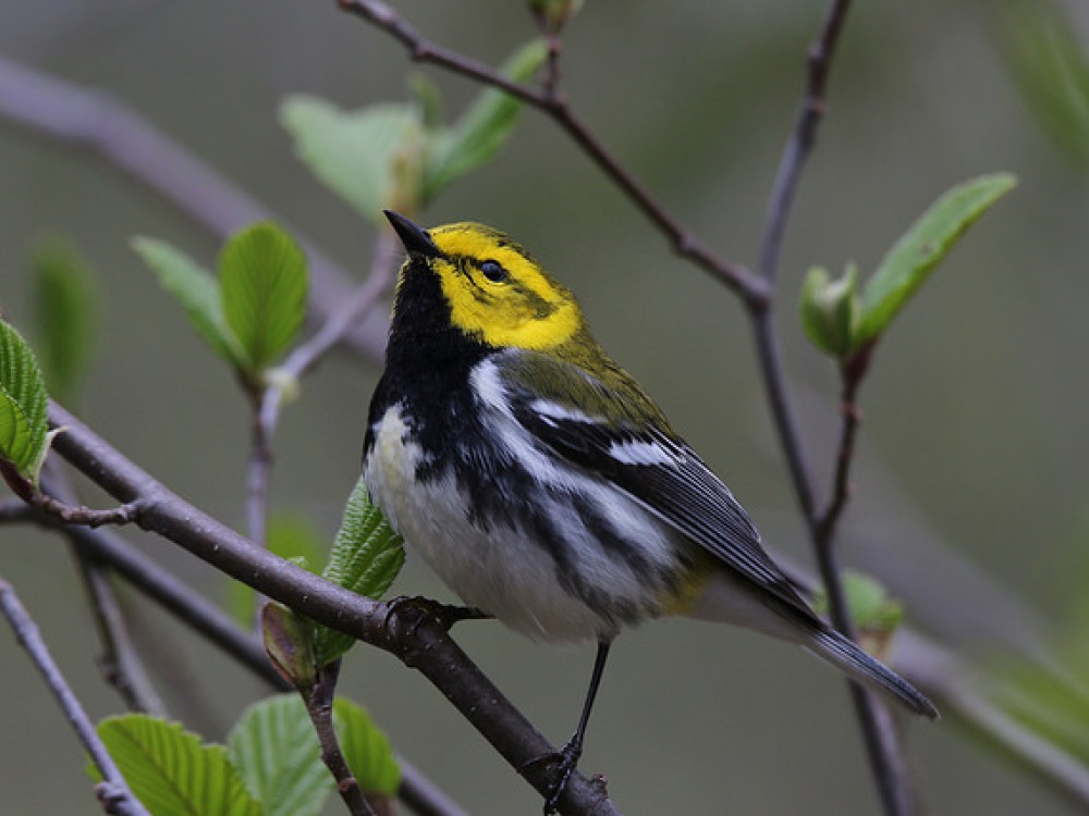 Black-throated green warbler