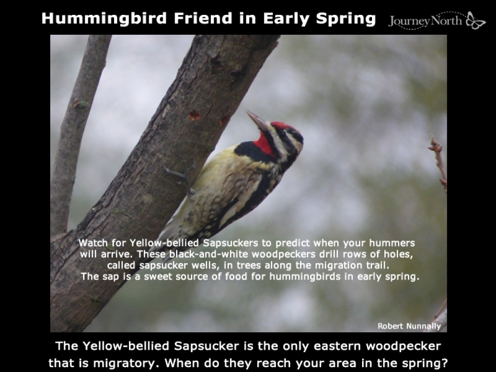 Yellow-bellied sapsucker