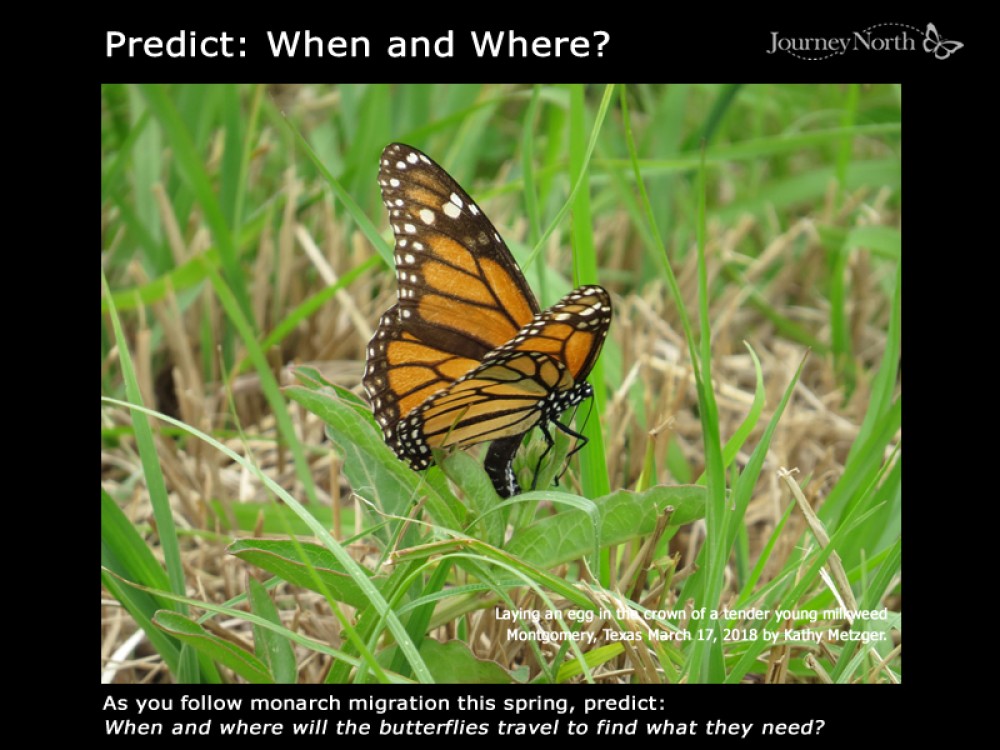 Spring Migration Predictions