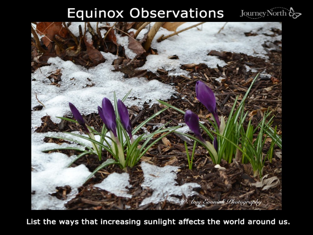 Crocus blooming in snow