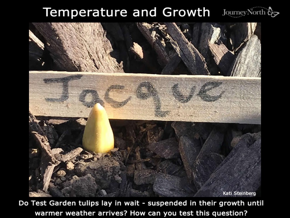 Does temperature affect growth?