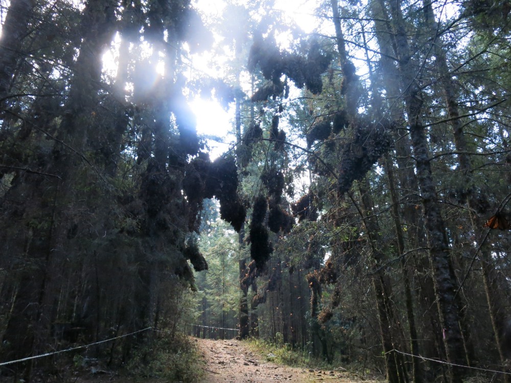 Monarch Butterflies at El Rosario Sanctuary in Mexico