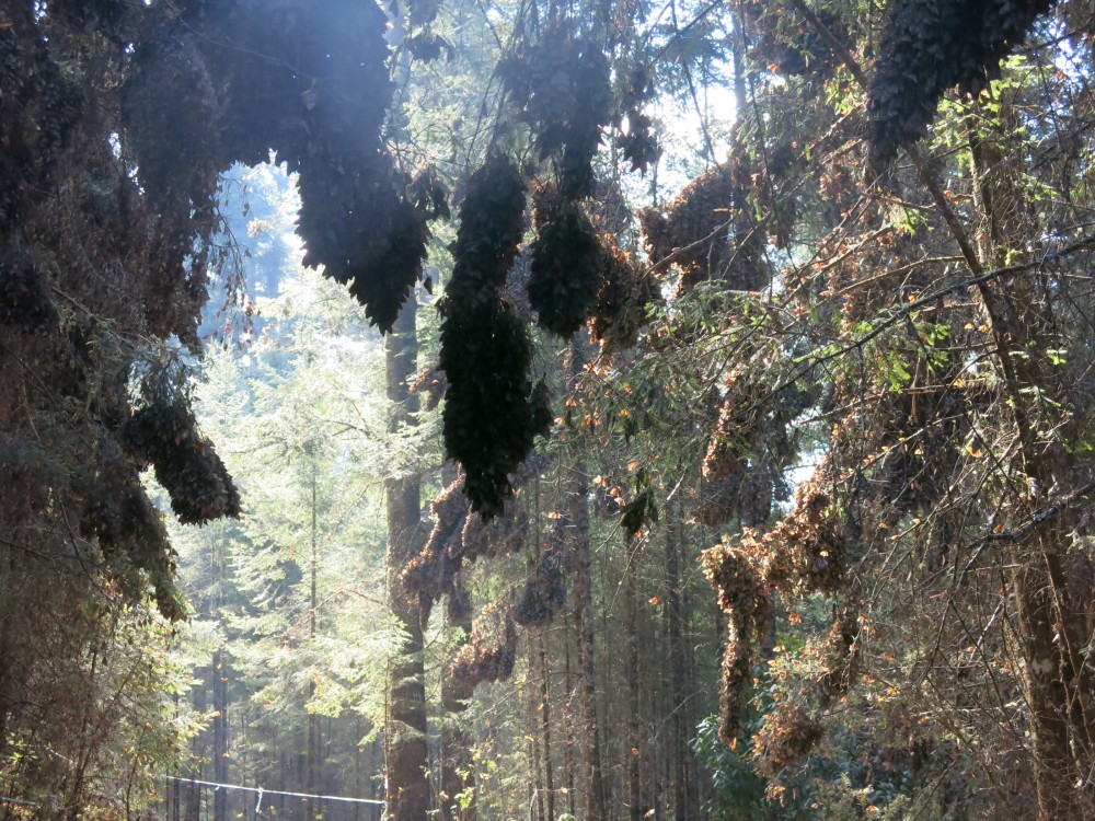 Monarch Butterflies at El Rosario Sanctuary in Mexico