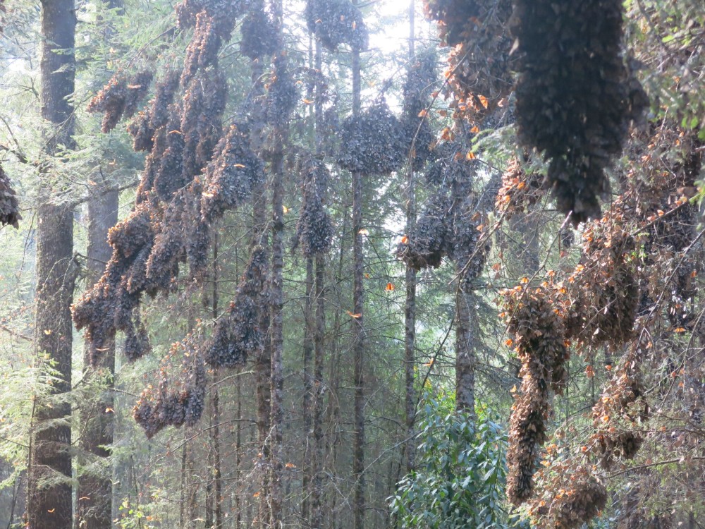 Monarch Butterflies at El Rosario Sanctuary in Mexico