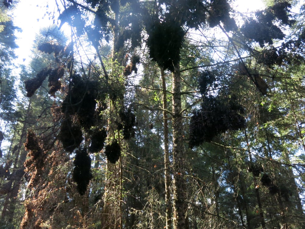 Monarch Butterflies at El Rosario Sanctuary in Mexico