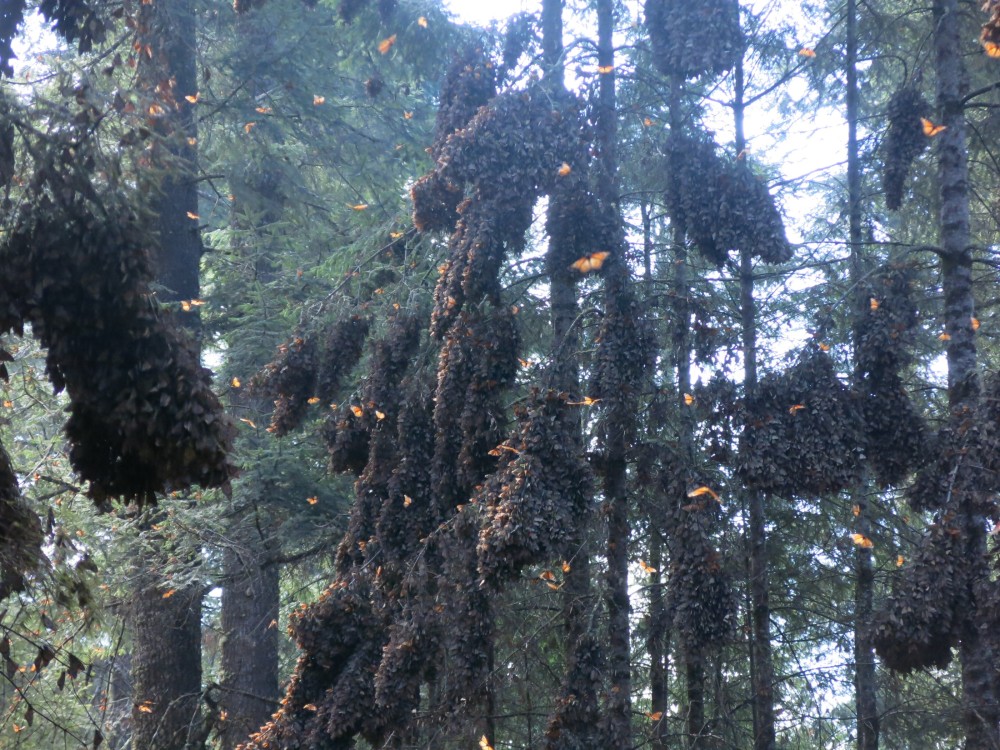 Monarch Butterflies at El Rosario Sanctuary in Mexico