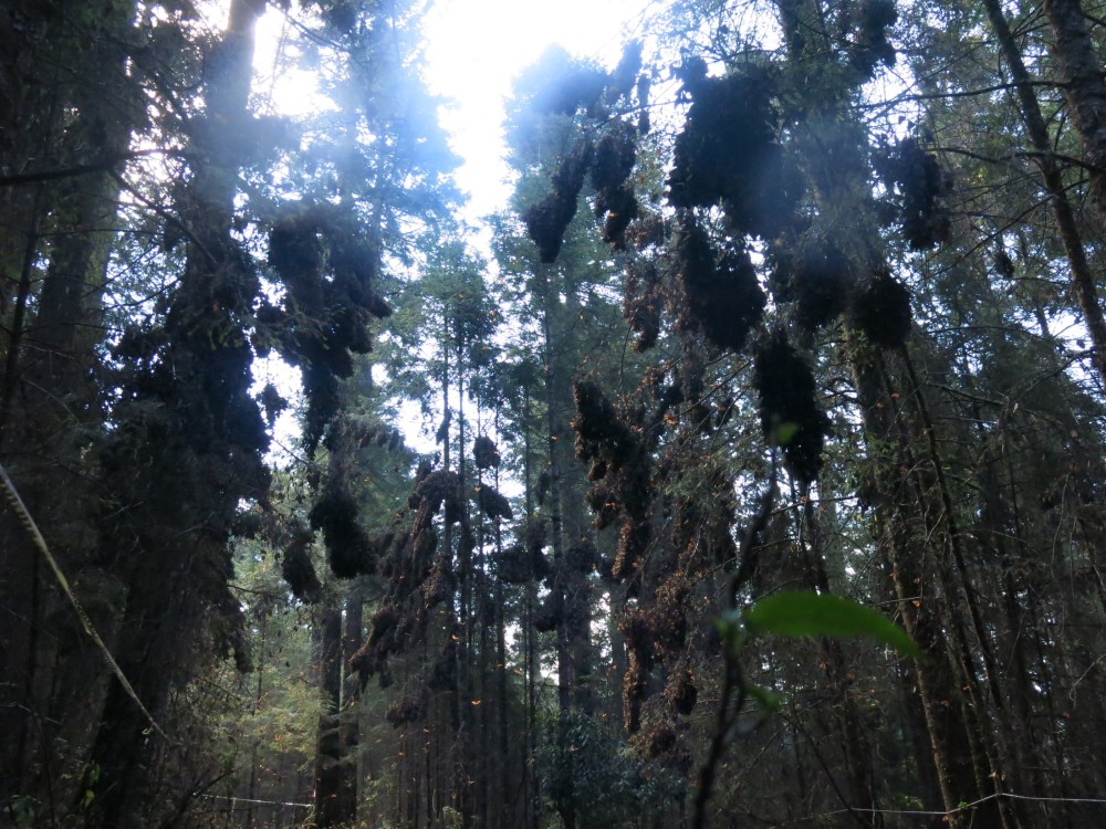 Monarch Butterflies at El Rosario Sanctuary in Mexico