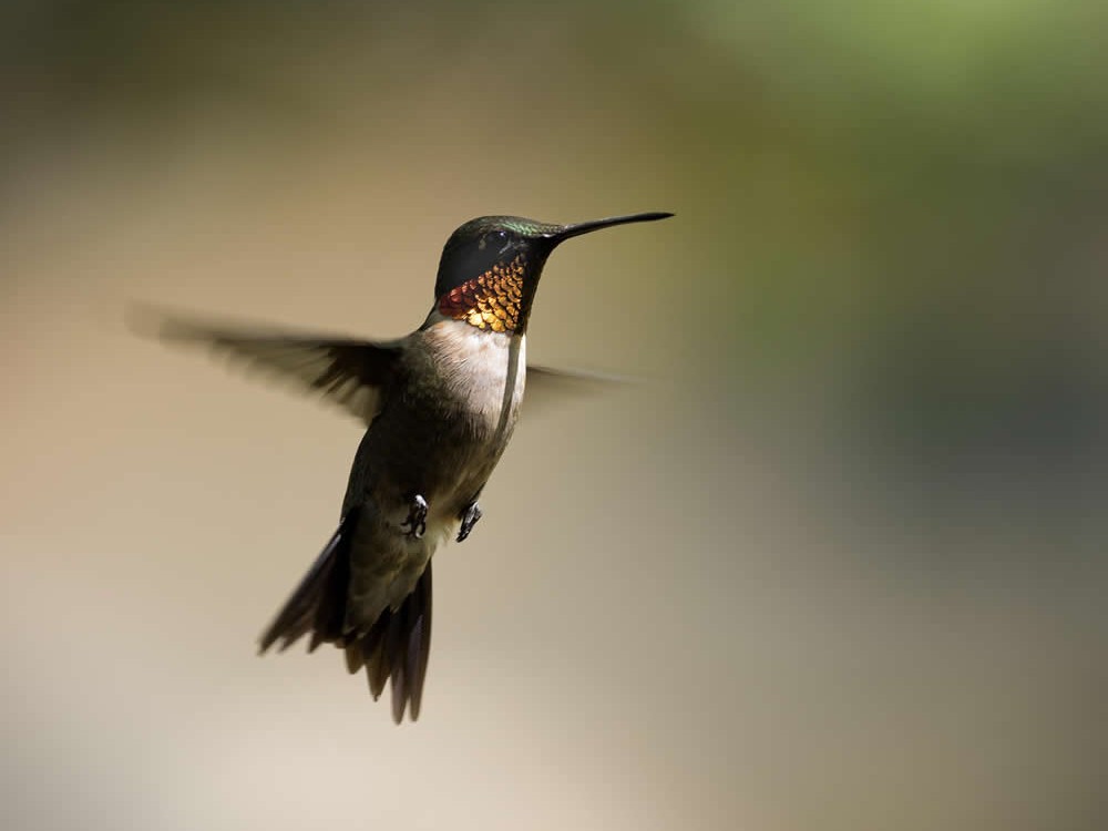 Male Ruby-throat 