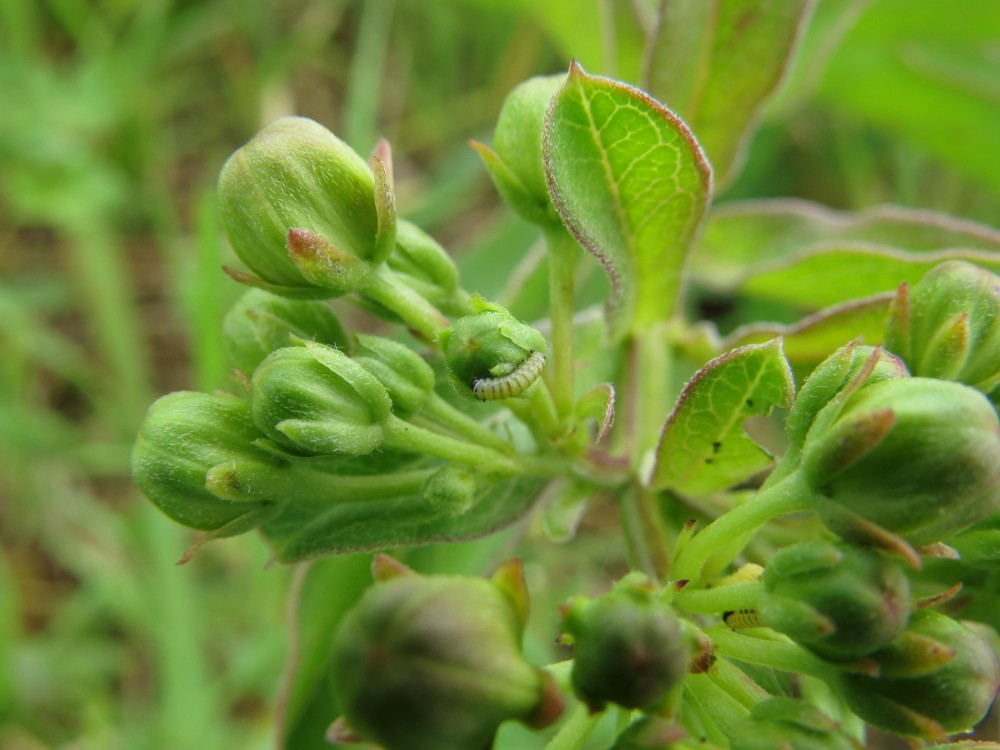 Monarch Butterfly Larva in Texas