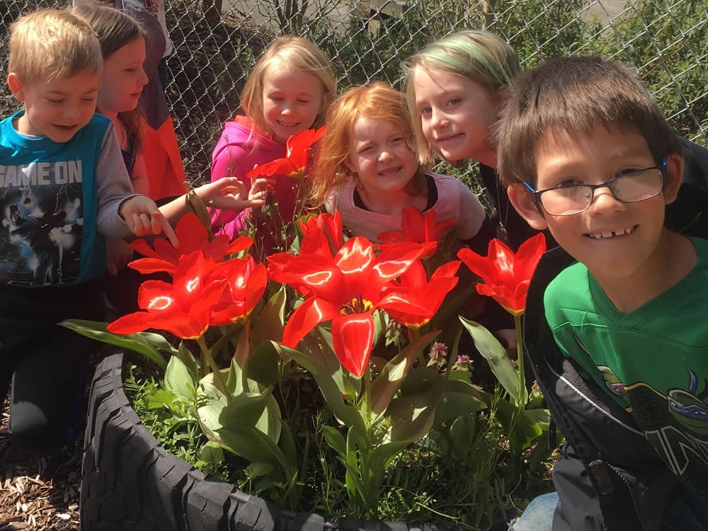 Blooming tulips in Wilkeson, Washington