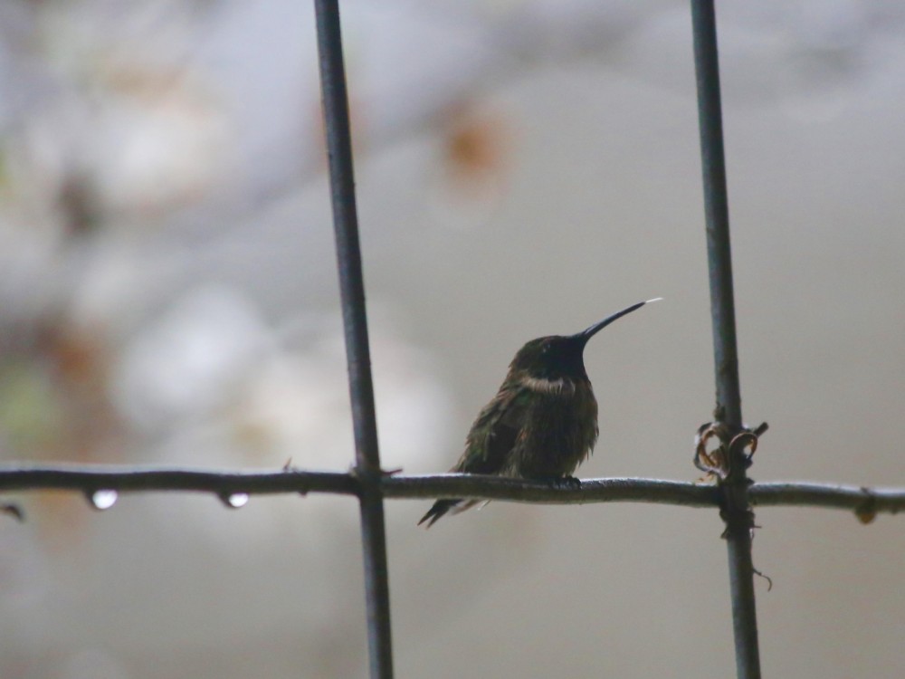 A Ruby-throat waiting in the rain