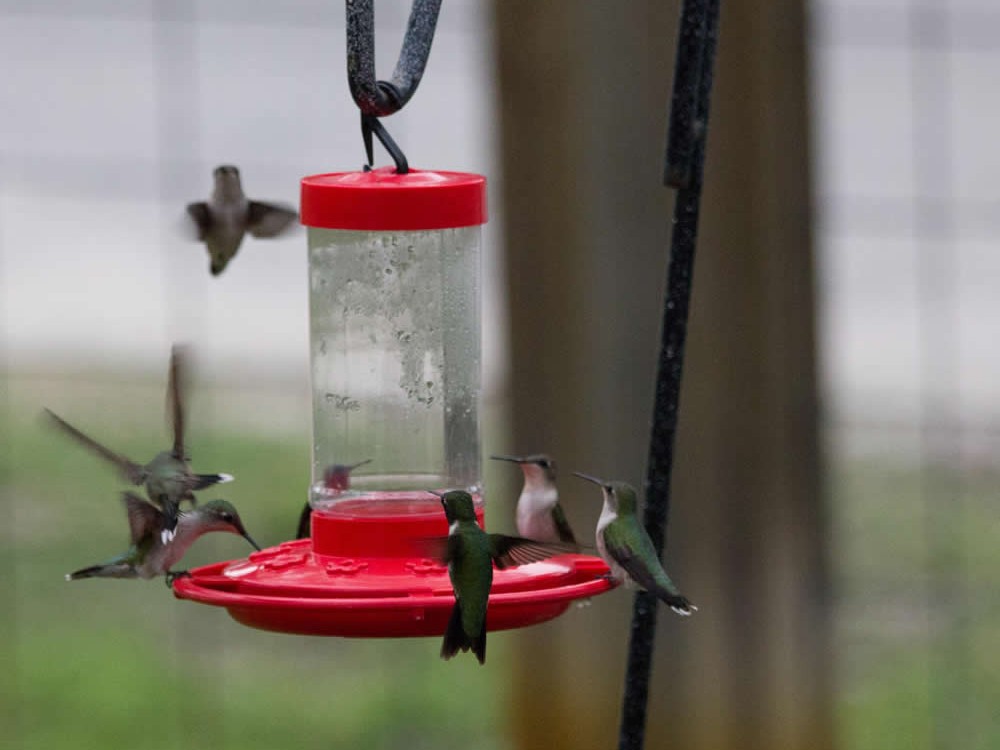 A swarm of Ruby-throated at the feeder in Texas